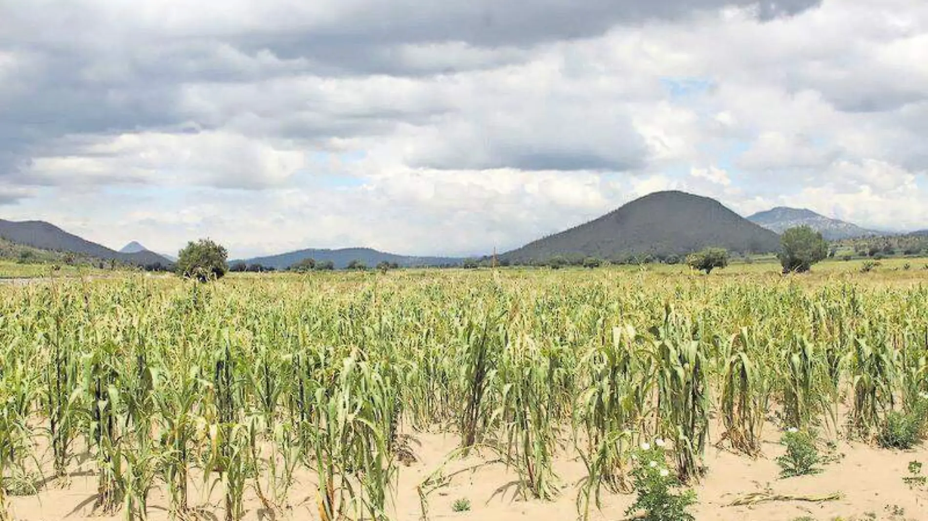 Campo, sequía